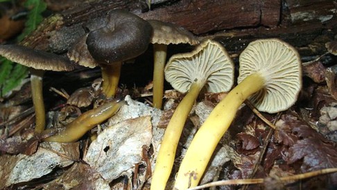 Cantharellus_tubaeformis Cantharellus tubaeformis - Trompeten Pfifferling Bulliard 1789 : Fr. 1821 Key Words: Basidiomycetes - Aphyllophorales - Cantharellaceae - Cantharellus =...