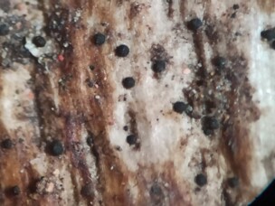 Capronia_pilosella