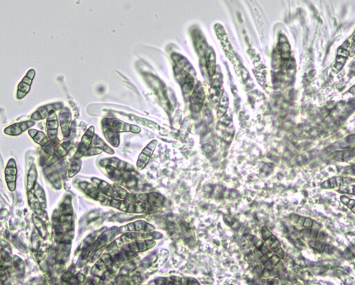 Capronia_pilosella004 Capronia pilosella - Viergeteiltsporiger Kernpilz (P. Karst.) E. Müll., Petrini, P.J. Fisher, Samuels & Rossman,