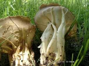 Helvella_acetabulum