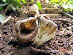 Helvella_costifera