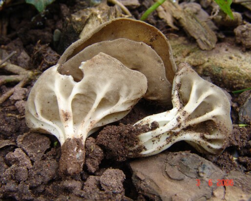 Helvella_costifera003 Helvella costifera - Grauweisse Becherlorchel Nannfeldt 1953