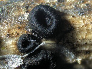 Heterosphaeria_patella