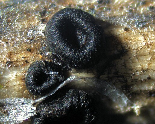 Heterosphaeria patella001 Heterosphaeria patella - Schüsselförmiges Kugelbecherchen (Tode) Grev. 40 fache Vergrößerung Diese Foto zu schießen war schon mit einem gewissen Aufwand...