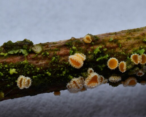 Lachnum_bicolor001 Lachnum bicolor - Zweifarbiges Haarbecherchen (Bull.) P. Karst.