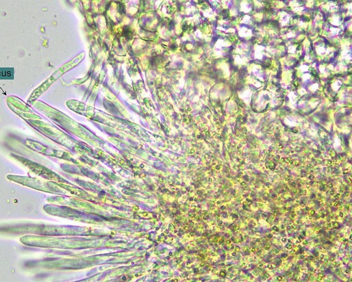 Lachnum_bicolor006 Lachnum bicolor - Zweifarbiges Haarbecherchen (Bull.) P. Karst.