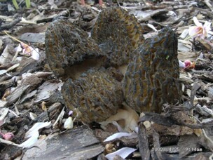 Morchella_conica
