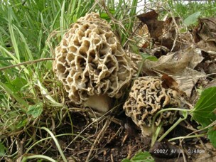 Morchella_esculenta
