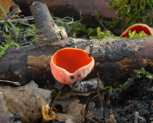 Sarcoscypha_austriaca001