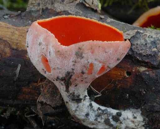 Sarcoscypha_austriaca002