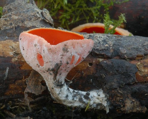 Sarcoscypha_austriaca003