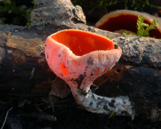 Sarcoscypha_austriaca004