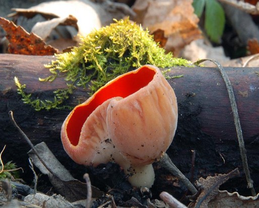 Sarcoscypha_austriaca005