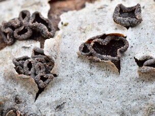 Sclerencoelia_fascicularis