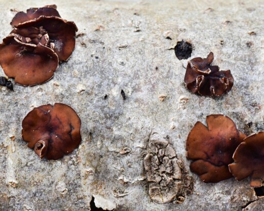 Sclerencoelia_fascicularis003 Sclerencoelia fascicularis- Schwarzbrauner Pappelbecherling (Alb. & Schwein.) Pärtel & Baral 2016
