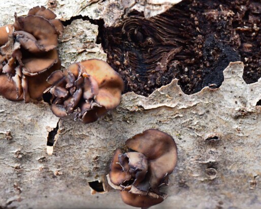 Sclerencoelia_fascicularis004 Sclerencoelia fascicularis- Schwarzbrauner Pappelbecherling (Alb. & Schwein.) Pärtel & Baral 2016