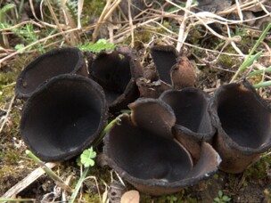 Urnula_craterium