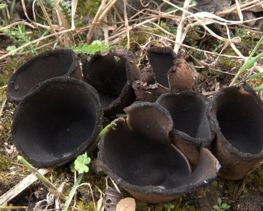 Urnula_craterium001