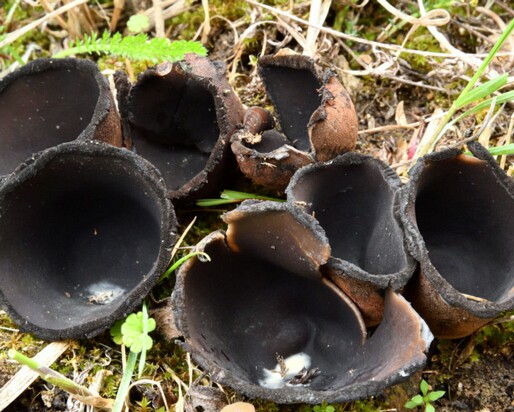 Urnula_craterium002