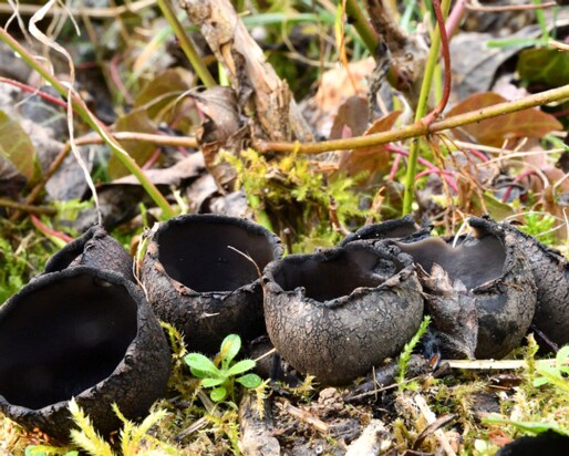 Urnula_craterium003