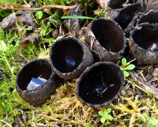 Urnula_craterium004