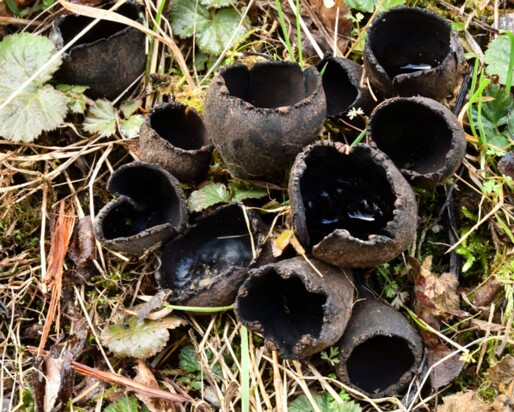 Urnula_craterium005