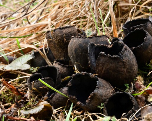Urnula_craterium006