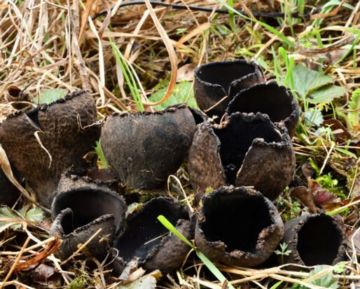 Urnula_craterium007