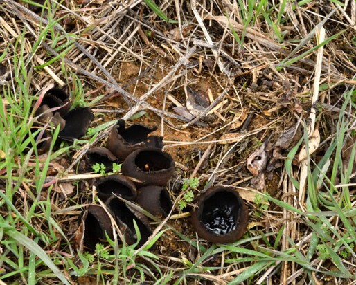 Urnula_craterium008
