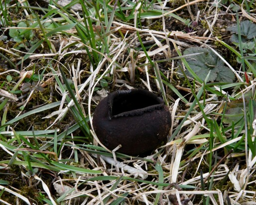 Urnula_craterium010