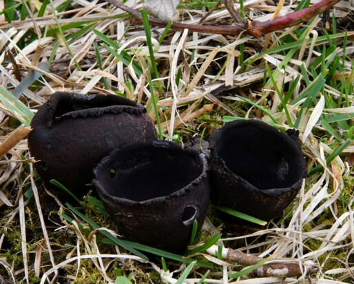 Urnula_craterium011