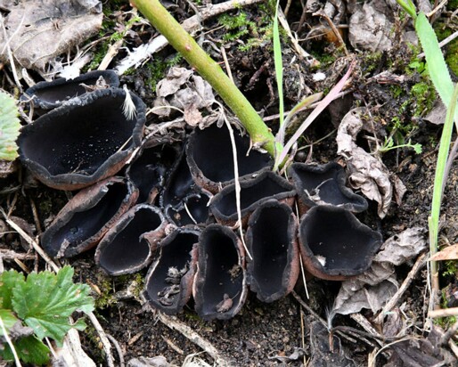 Urnula_craterium012