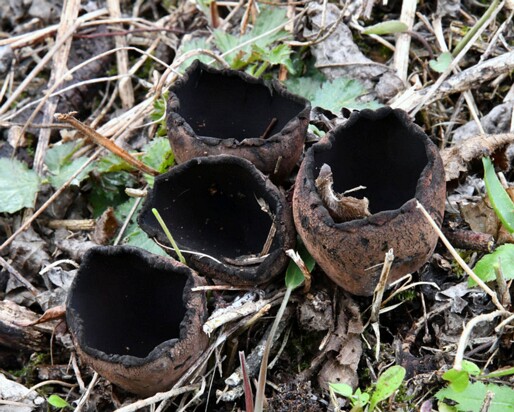Urnula_craterium013