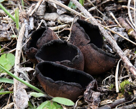 Urnula_craterium014