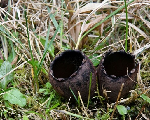 Urnula_craterium015