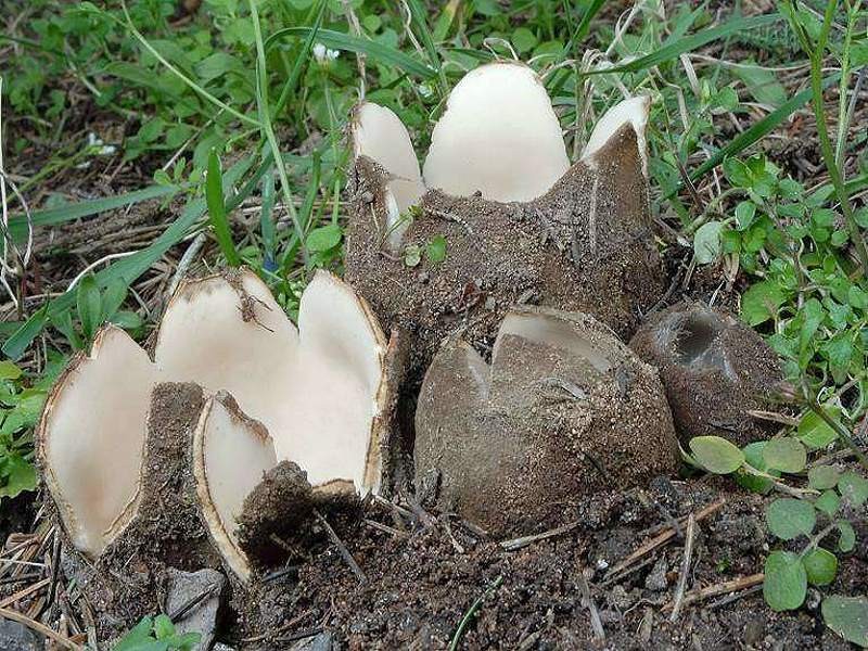 Geopora_sumneriana Geopora sumneriana - Zedern Sandborstling ( Cooke 1879 ) De la Torre 1975 Key Words: Ascomycetes - Pezizales - Humariaceae - Geopora = Sandborstlinge Mykorrhizapilz - Symbiosepartner: ausschließlich Cedrus ( Zeder ) Gefährdung: im Saarland unter RL 4 geführt; in der restlichen BRD ist mir ein RL Eintrag nicht bekannt. Viellerorts fehlend. Bemerkungen: Die Art ist sehr selten, dürfte aber häufiger sein als es Kriegelsteiners Verbreitungsatlas der Großpilze Deutschlands aussagt. Bei uns werden verschiedene Zedernarten als Zierbäume angepflanzt. Meist in Gärten von Privatpersonen, die im allgemeinen dem Pilzfreund nicht zugänglich sind. Höchstwarscheinlich bleiben so Standorte von G. sumneriana unentdeckt. An den beiden mir bekannten Standorten ist die blaunadlige Form von Cedrus atlantica ( Atlaszeder ) als Symbiosepartner dieses schönen Pilzes vorzufinden. Fundort: Bexbach - Saarland