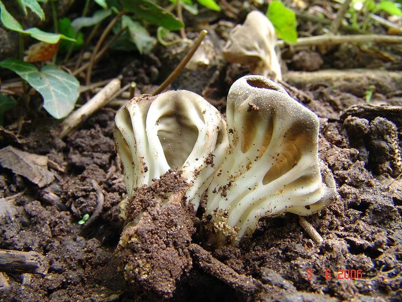 Helvella_costifera Helvella costifera - Grauweisse Becherlorchel Nannfeldt 1953 Key Words: Ascomycetes - Pezizales - Helvellaceae - Helvella = Lorchel Saprobiont - Vorkommen: in Nadel und Laubwäldern, verwilderten Gärten. Gefährdung: die Art ist selten und sicherlich als stark gefährdet anzusehen. In einigen Bundesländern wird sie unter RL1 ( vom Austerben bedroht ) geführt. Bemerkungen: die Fruchtkörper wurden von einem Vereinsmitglied der Pilzfreunde Saar-Pfalz e.V. in ihrem doch ziemlich stark verwilderten Garten gefunden. Nach der mikroskopischen Bestimmung meinerseits stellte sich heraus, dass es sich um einen Erstfund für das Saarland handelte. Helvella acetabullum, der Hochgerippte Becherling kann ähnlich sein. Seine Rippen reichen ab niemals so hoch wie bei H. costifera. Rippen bis fast zum Becherrand sind bei ihr keine Seltenheit. weitere Bilder von Helvella costifera Fundort: Blieskastel - Saarland