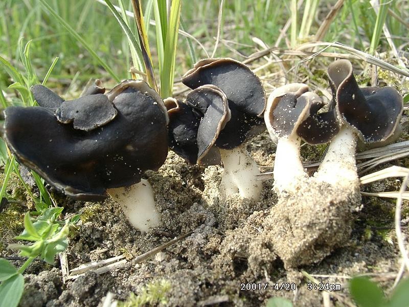 Helvella_spadicea Helvella spadicea - Weißstielige Lorchel, Braunviolette Lorchel Schaeffer 1774 Key Words: Ascomycetes - Pezizales - Helvellaceae - Helvella = Lorcheln Saprobiont - Vorkommen: Bodenbewohner, in verschiedenen Waldtypen mit sandigem, kalkhaltigem Boden, auf Fugsanddünen. Gefährdung: die Art ist ziemlich selten. Im Saarland bisher noch nicht nachgewiesen. Bemerkungen: auf den ersten Blick mit der Grubenlorchel verwechselbar. Der Stiel von H. spadicea weist nicht den gerillt, furchigen Stiel von Hellvella lacunosa auf. Er ist ziemlich glatt und mit wenigen Grübchen oder Fältchen versehen. Fundort: bei Mutterstadt - Rheinland Pfalz
