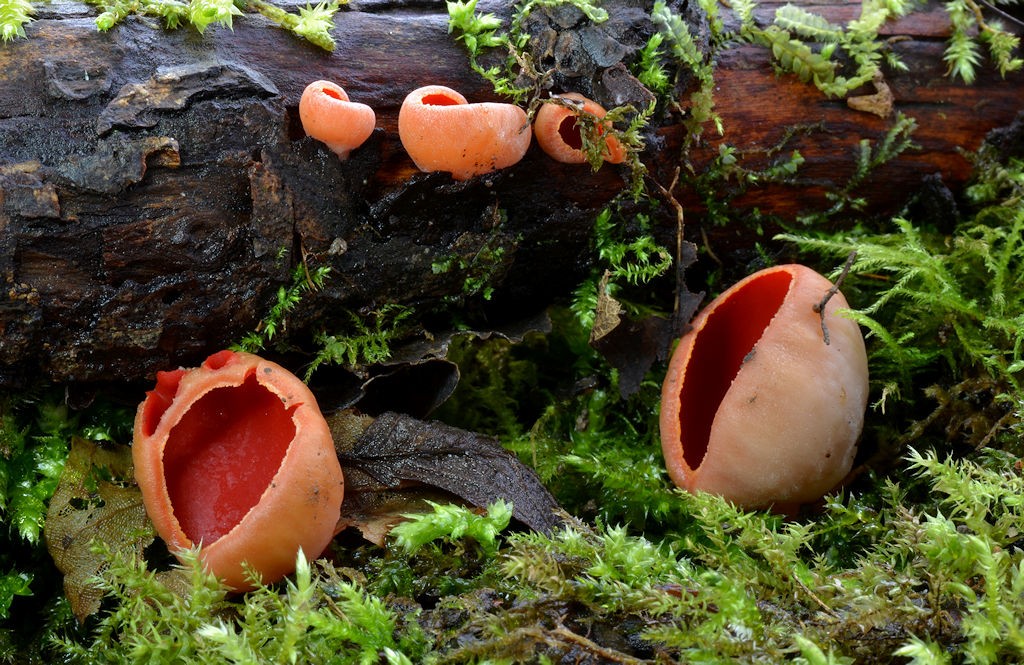 Sarcoscypha_austriaca Sarcoscypha austriaca - Gemeiner Kelchbecherling ( Beck ex Saccardo ) Boudier Key Words: Ascomycetes - Pezizales - Sarcocyphaceae - Sarcocypha = Kelchbecherlinge Saprobiont - Vorkommen: auf dünnen Ästchen verschiedener Laubbäume. Gefährdung: der Pilz ist in der BRD als ziemlich selten anzusehen. Für das Saarland ist in verschiedenen Verbreitungsatlanten kein Fundpunkt eingetragen, dennoch wird er von einem Vereinskollegen schon seit vielen Jahren, allerdings nur an einem einzigen Fundort, nachgewiesen. Bemerkungen: Makroskopisch ist diese Art nicht zu bestimmen. Zu ähnlich sind andere Vertreter der Gattung Sarcocypha. Allen voran sei hier S. coccinea der Zinnoberrote Prachtbecherling genannt. Sporen die an den Polen kleine Schleimkappen tragen und das vorhandensein von Konidiensporen bei älteren Fruchtkörpern von sind mikroskopische Merkmale die S.coccinea fehlen, bei S.austriaca aber vorhanden sind. weitere Bilder von Sarcoscypha austriaca Fundort: Neunkirchen - Saarland