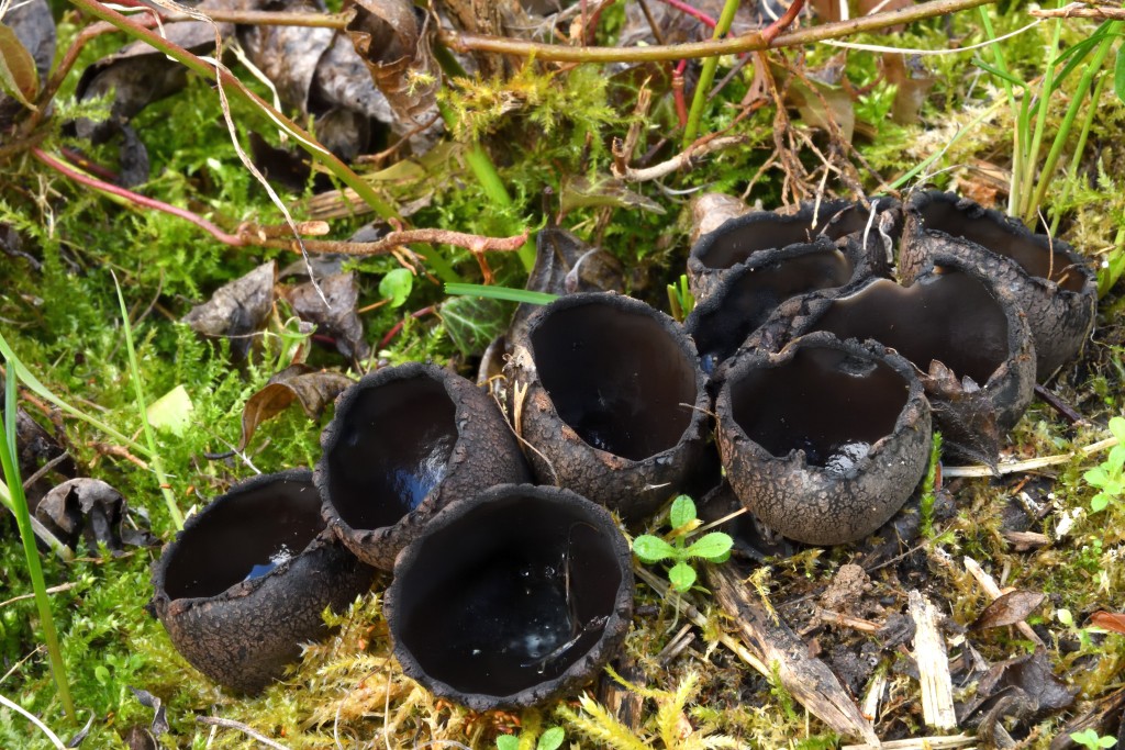 Urnula_craterinum Urnula craterium - Schwarzer Kelchpilz, Teufelsurne ( Schweinitz, : Fr. ) Fr. Klassifikation: Funghi, Dikarya, Ascomycota, Pezizomycotina, Pezizomycetes, Pezizomycetidae, Pezizales, Sarcosomataceae, Urnula Vorkommen: meist auf vergrabenem Laubholz in Auwäldern, entlang von Bachläufen, in Mosspolstern, aber auch an trockeneren Stellen. Verbreitung und Gefährdung: kommt im östlichen Nordamerika, Europa und in Nordasien vor. Auf dem nordamerikanischen Kontinent ist die Teufelsurne häufig anzutreffen. In Deutschland ist sie extrem selten. In den alten Bundesländern ist nur ein einziger Standort bekannt. Die neuen Bundesländer können ein paar mehr Standorte aufweisen. Dort wo er vorkommt wird er in den roten Listen der gefährdeten Arten unter RL1 geführt. Bemerkungen: über Urnula craterinum findet man recht wenig Informationen. Im Internet ist zu lesen, dass die Art an feuchten Standorten wie Schluchtwälder und Flussauen zu finden ist. Auf die hier gezeigten Exemplare trifft das nicht zu. Sie wurden an einem recht trockenen, ehemaligem Weinberg gefunden. Im Sommer kann es an diesem südlich exponierten Standort recht heiß werden. Die Nebenfruchtform des Schwarzen Kelchpilzes steht in Verdacht die Eichenkrebsart Strumella auszulösen. Der Bezeichnung des Krebses leitet sich vom Namen der Nebenfruchtform ( Strumella coryneoidea ) ab. Urnella hiemalis ähnelt der hier vorgestellten Art. Sie ist kleiner, bildet keine Stielchen aus und soll noch seltener sein. Dieser Winter - Kelchpilz kommt laut Literatur nur in Alaska und Skandinavien vor. Ähnlich kann die blasser gefärbte Neournula pochetii sein. In Europa wächst die Art vorzugsweise bei Zeder und ist ebenfalls sehr selten. weitere Bilder von Urnula craterium - bitte hier klicken Fundort: nähe Grünstadt/Rheinland Pfalz
