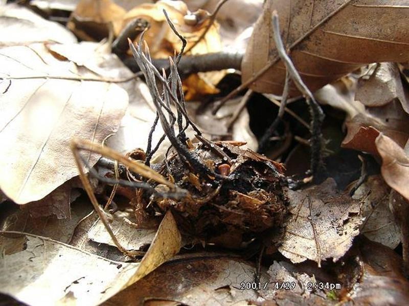 Xylaria_carpophila Xylaria carpophila - Buchenfruchtschalen Holzkeule ( Pers.1796 ) Fr. 1849 Key Words: Ascomycetes - Sphaeriales - Sphaeriaceae - Xylaria = Holzkeule Saprobiont - Vorkommen: auf alten Fruchtschalen der Buche. Gefährdung: der Pilz ist recht selten anzutreffen. Er wird im Saarland unter RL 4 geführt. Bemerkungen: die Art wächst auf feucht liegenden, alten Buchenschalen die oft ganz von Laub bedeckt sind. Deshalb wird sie wohl meistens übersehen. Fundort: Homburg - Saarland