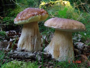 Boletus_edulis