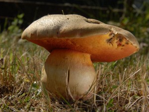 Boletus_legaliae