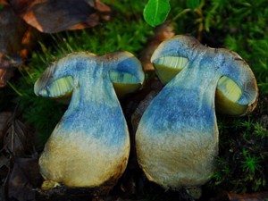 Boletus radicans - Wurzelnder Bitterröhrling