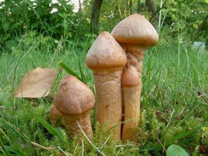 Chroogomphus_rutilans
