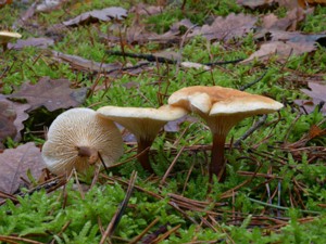 Hygrophoropsis_aurantiaca