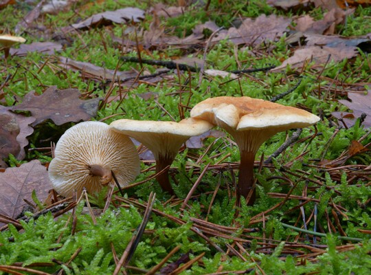 Hygrophoropsis_aurantiaca001 Hygrophoropsis aurantiaca - Falscher Pifferling ( Schroeter 1888 ) Maire 1929 Bemerkungen: der Falsche Pfifferling kommt in unterschiedlichen Farben vor. Je...