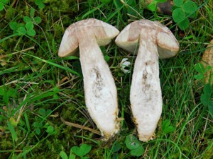 Leccinum carpini