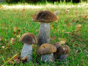 Leccinum_scabrum