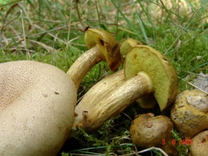 Pseudoboletus_parasiticus